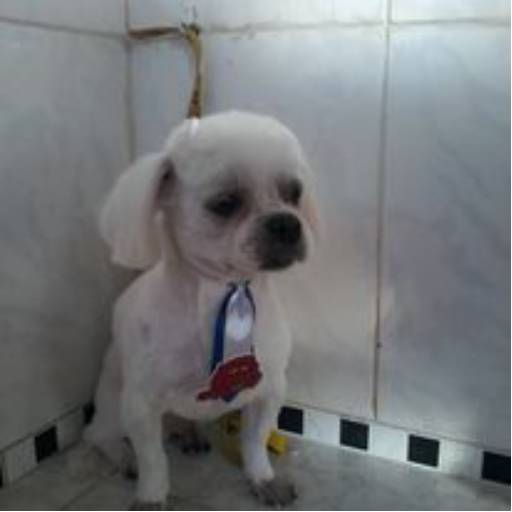 Comprar o produto de Tosa higiênica de cachorro em Banho e Tosa pela empresa Pet Stop  em Tatuí, SP por Solutudo