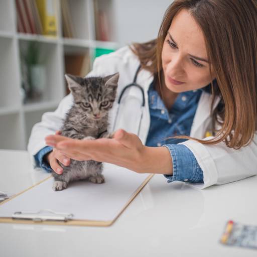 Medica Veterinária para Aplicação de Vacinas para Cães e Gatos em Bauru