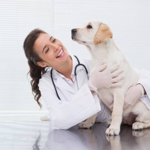 Medica Veterinária para Aplicação de Medicamentos em Cães e Gatos em Bauru