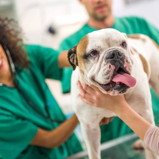 Medica Veterinária para Curativos, Ataduras, e Imobilizações em Cães e Gatos em Bauru