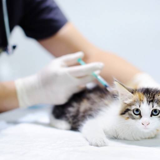 Comprar o produto de Vacina para gato em Clínicas de Vacinação pela empresa Clínica Veterinária Buzolin em Santa Cruz do Rio Pardo, SP por Solutudo