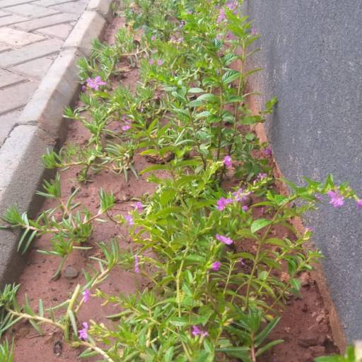 Serviço de revitalização em Jardim - Bauru por Visual Jardinagem Bauru