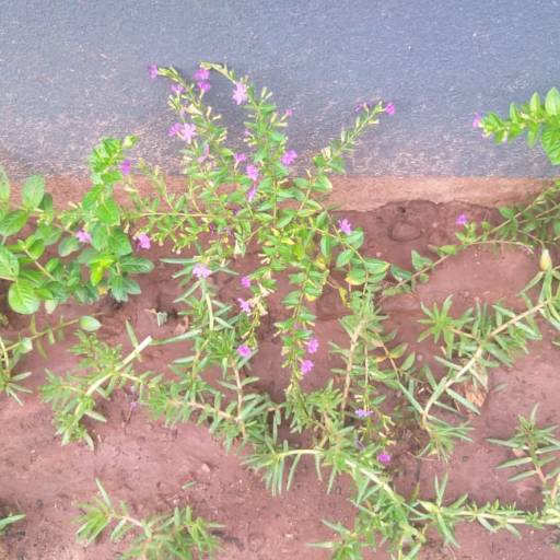 Serviço de revitalização em Jardim - Bauru por Visual Jardinagem Bauru