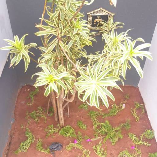 Serviço de revitalização em Jardim - Bauru por Visual Jardinagem Bauru