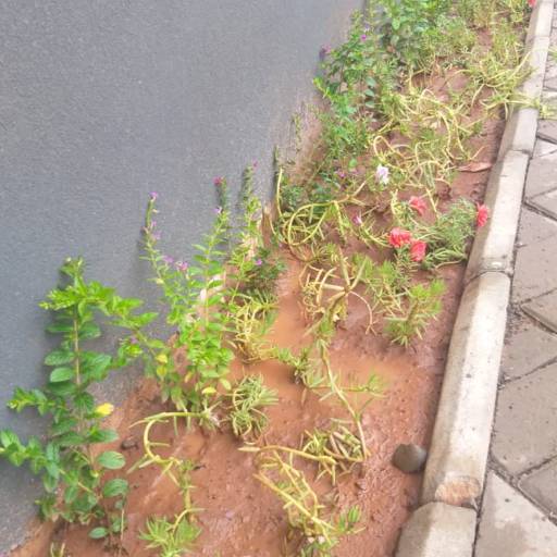 Serviço de revitalização em Jardim - Bauru por Visual Jardinagem Bauru