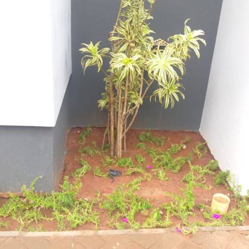 Serviço de revitalização em Jardim - Bauru por Visual Jardinagem Bauru