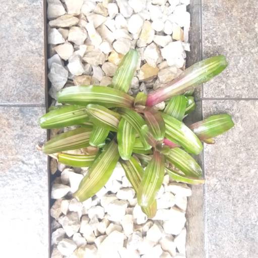 Serviço de revitalização em Jardim - Bauru por Visual Jardinagem Bauru