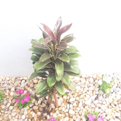 Serviço de revitalização em Jardim - Bauru por Visual Jardinagem Bauru