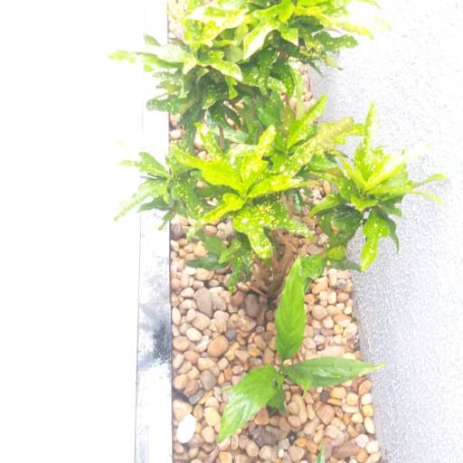 Serviço de revitalização em Jardim - Bauru por Visual Jardinagem Bauru