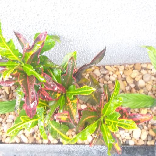 Serviço de revitalização em Jardim - Bauru por Visual Jardinagem Bauru