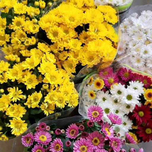 Comprar o produto de Floricultura  em Floriculturas pela empresa Floricultura Girassol Jardim em São Manuel, SP por Solutudo