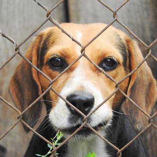 Telas para canil   por Telas e Alambrados - Elson Zacarias