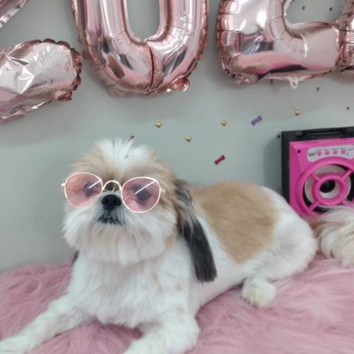 Banho Temático - Feliz 2022 por Tia Angela Centro de Estética Animal