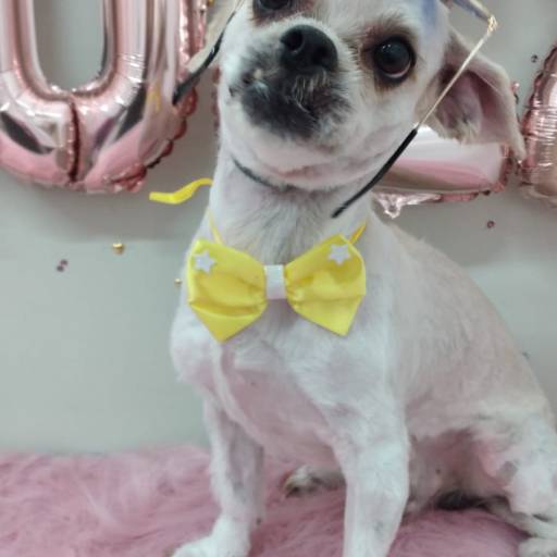 Banho Temático - Feliz 2022 por Tia Angela Centro de Estética Animal