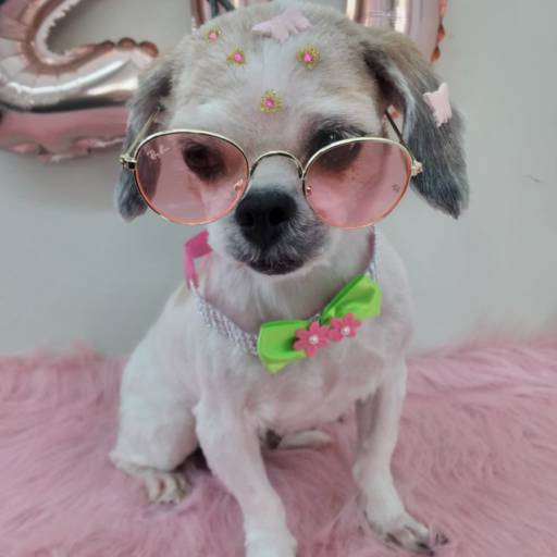 Banho Temático - Feliz 2022 por Tia Angela Centro de Estética Animal
