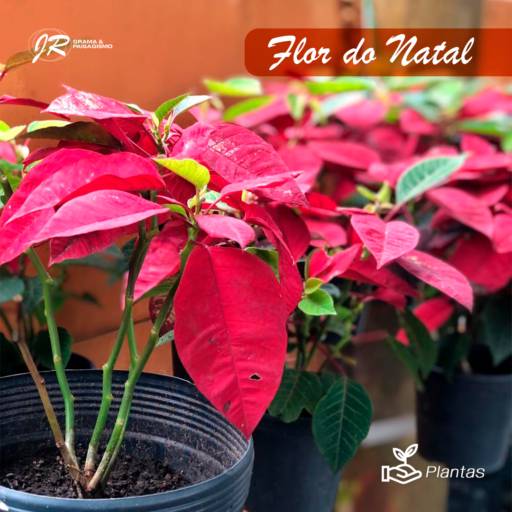 Comprar o produto de Planta Flor de Natal  em Plantas pela empresa JR Gramas & Paisagismo em Americana, SP por Solutudo