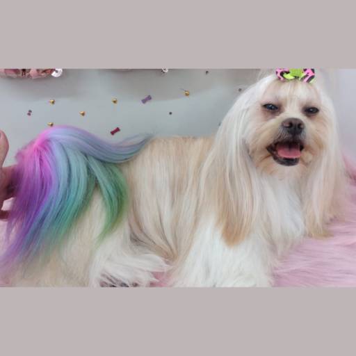 Pintura esfumaçada pet - Tia Angela Centro de Estética Animal por Tia Angela Centro de Estética Animal