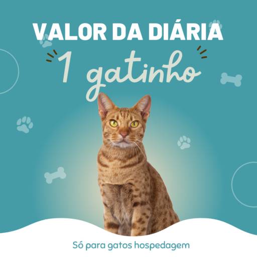 Comprar o produto de Diária para 1 gato em Gatos pela empresa Só para gatos Hospedagem em Botucatu, SP por Solutudo