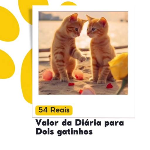 Diária para 2 gatos