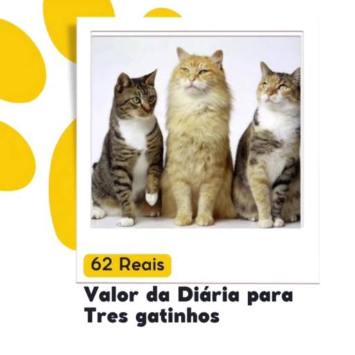 Diária para 3 gatos