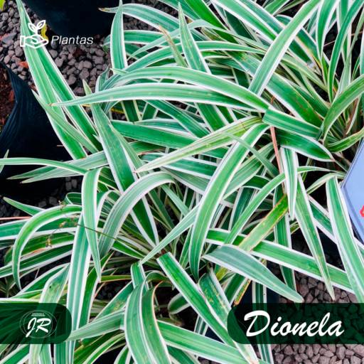 Planta Dionela em Americana, SP por JR Gramas & Paisagismo