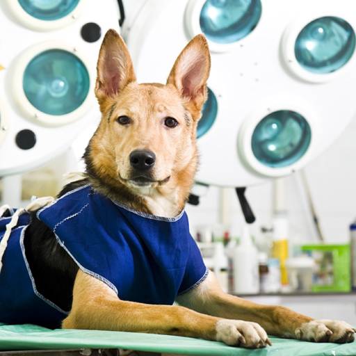 Comprar o produto de Cirurgias em Pet Shop pela empresa Unipet Clínica Veterinária e Pet Shop em Aracaju, SE por Solutudo