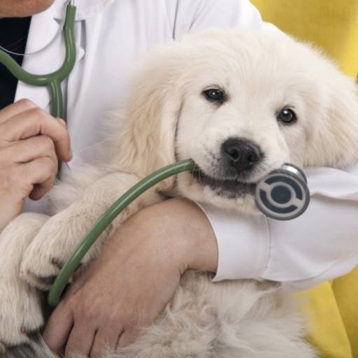Consultas por Unipet Clínica Veterinária e Pet Shop