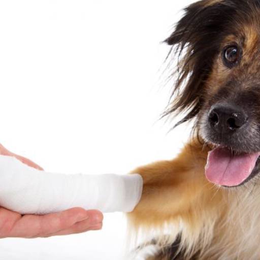 Comprar o produto de Ortopedia em Pet Shop pela empresa Unipet Clínica Veterinária e Pet Shop em Aracaju, SE por Solutudo