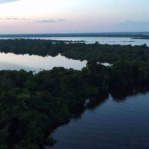 Comprar o produto de Viagem em Manaus em Viagens e Turismo pela empresa Amazon Wildlife Tours em Manaus, AM por Solutudo