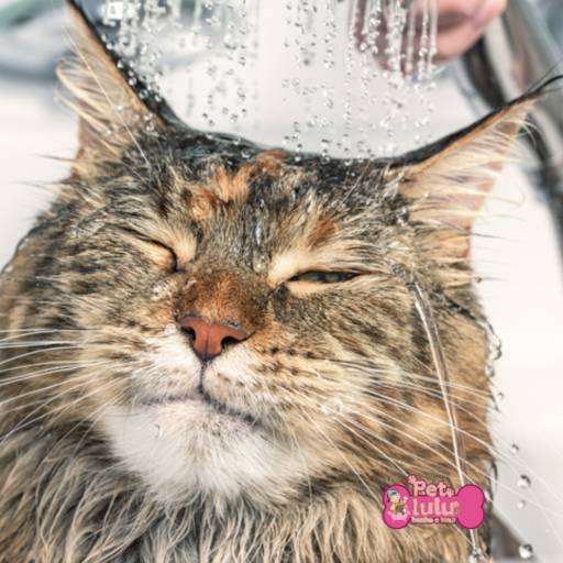 Banho em Gatos por Pet Lulu Banho e Tosa 