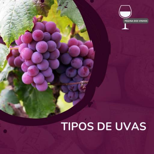 Conheça os tipos de uvas por Pagina Dos Vinhos