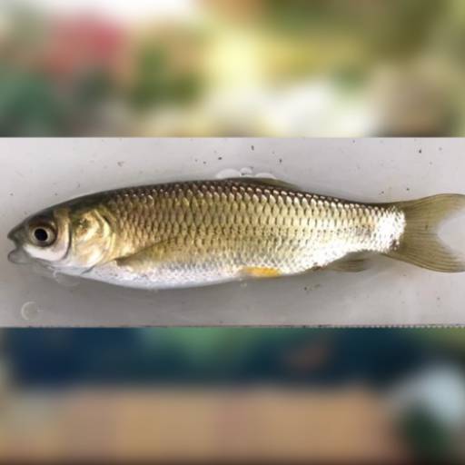 Comprar o produto de Peixe - Carpa Capim em Peixes pela empresa Pisicultura Flores D'agua Lagos e Peixes  em Jundiaí, SP por Solutudo