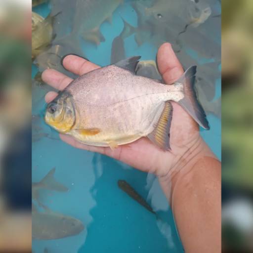 Peixe - Tambacu
