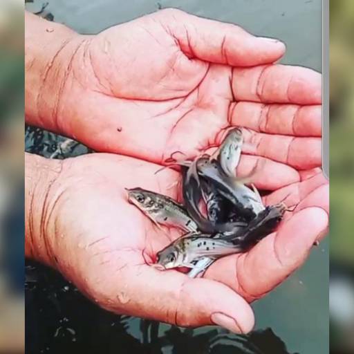 Peixe - Catfish