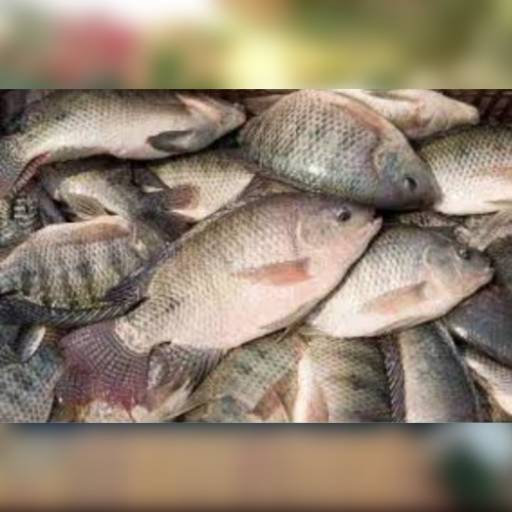 Comprar o produto de Peixe - Tilápia Gift em Peixes pela empresa Pisicultura Flores D'agua Lagos e Peixes  em Jundiaí, SP por Solutudo