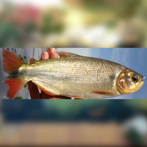 Peixe -Piraputanga