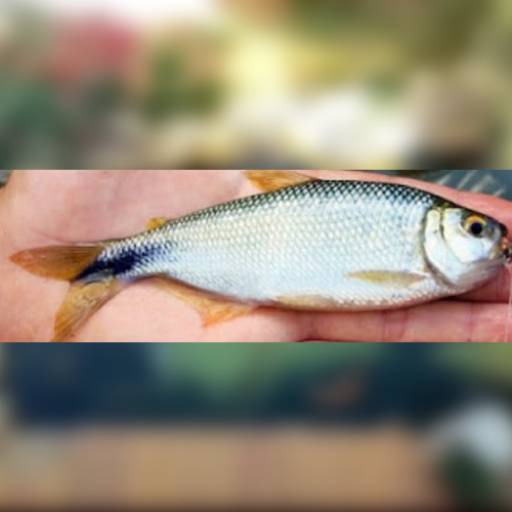 Peixe - Lambari