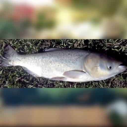 Peixe - Carpa cabeçuda