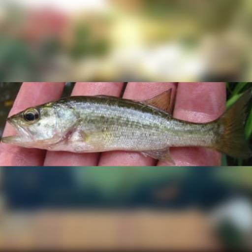 Peixe - Black bass