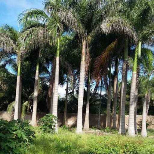 Jardinagem por Florestinha Do Eudes Jardinagem por Florestinha Do Eudes