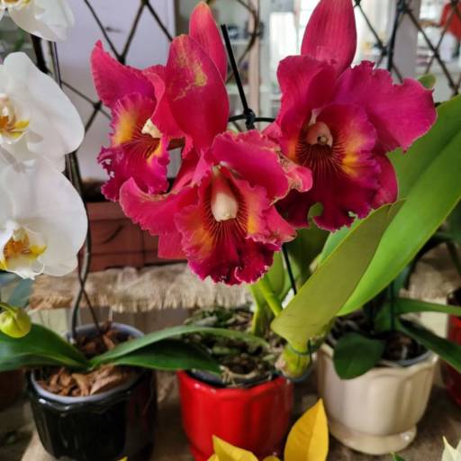 Comprar o produto de Orquídea em Plantas pela empresa Bem Me Quer - Jardinagem, Floricultura e Presentes em Mineiros, GO por Solutudo