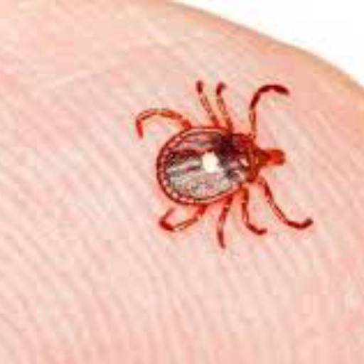 Controle de Pulga/Carrapatos