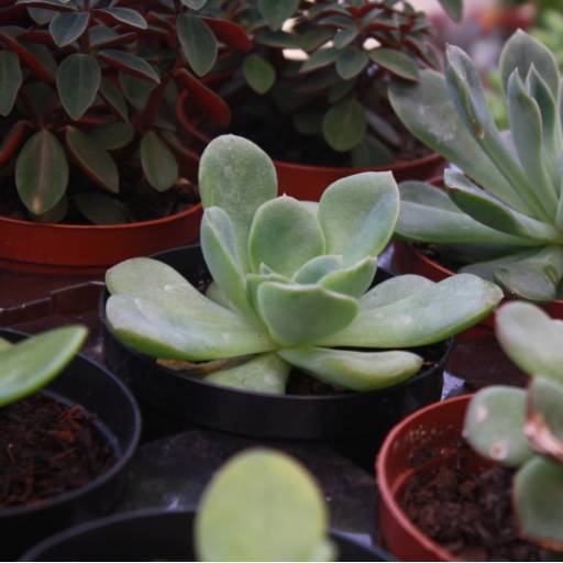 Suculentas em Botucatu, SP por Botucatu Garden