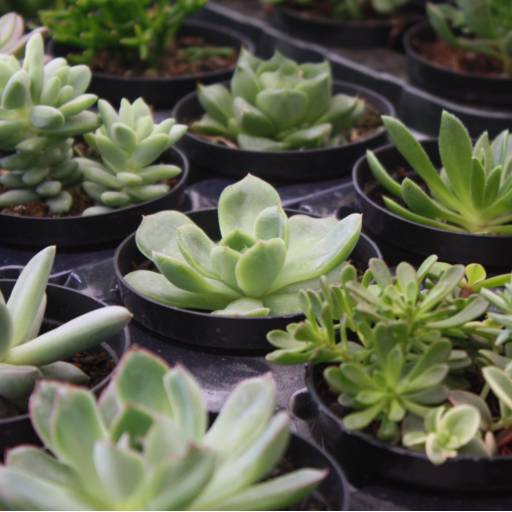 Suculentas em Botucatu, SP por Botucatu Garden