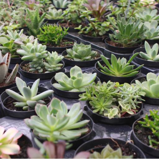 Suculentas em Botucatu, SP por Botucatu Garden