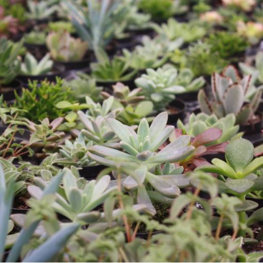 Suculentas em Botucatu, SP por Botucatu Garden