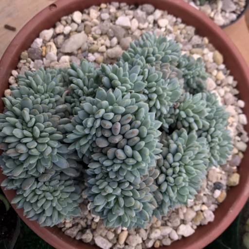 Suculentas em Botucatu, SP por Botucatu Garden