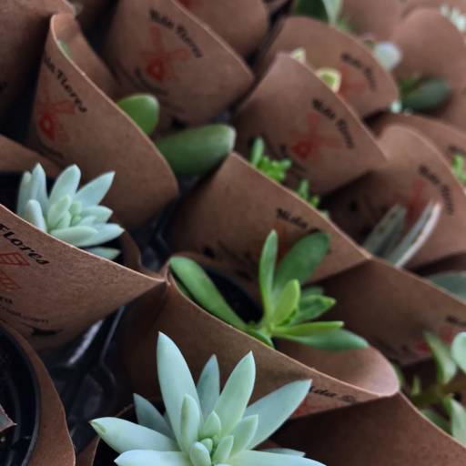 Suculentas em Botucatu, SP por Botucatu Garden