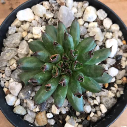 Suculentas em Botucatu, SP por Botucatu Garden