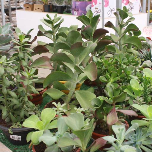 Suculentas em Botucatu, SP por Botucatu Garden